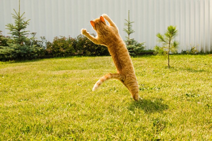 テンション高く飛び上がる猫