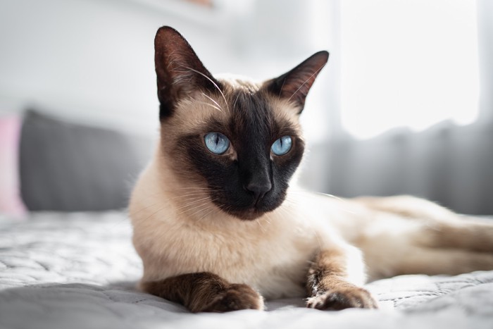 ベッドの上で伏せているシャム猫