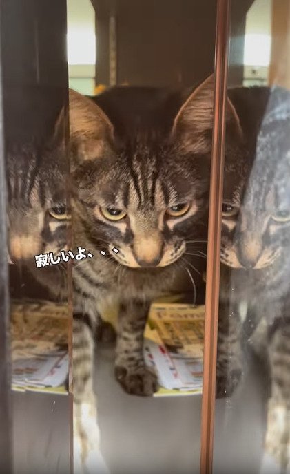 うつむく猫
