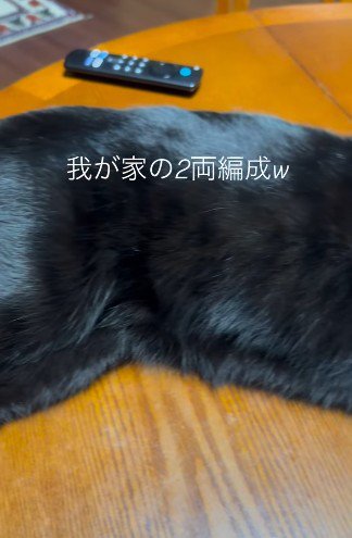 黒猫の横たわる胴体