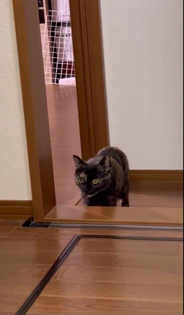 段差の奥に猫