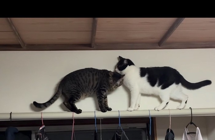 ぶつかる2匹の猫