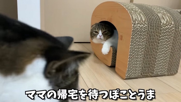 爪とぎの中にいる猫とカメラの前を歩く猫