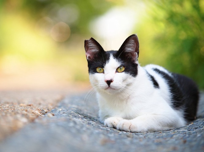 さくらねこ活動で手術済みの猫