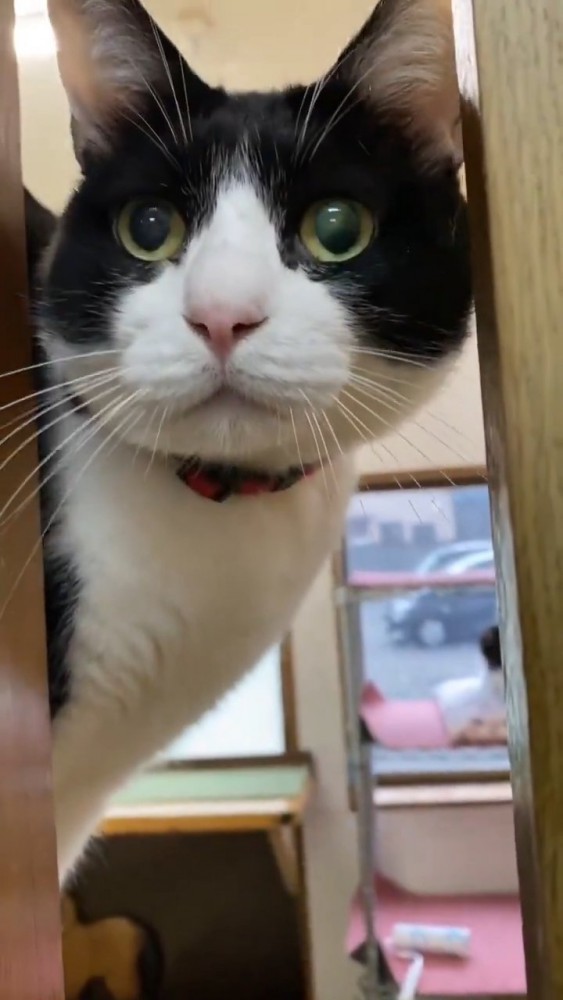隙間から顔を覗かせる猫