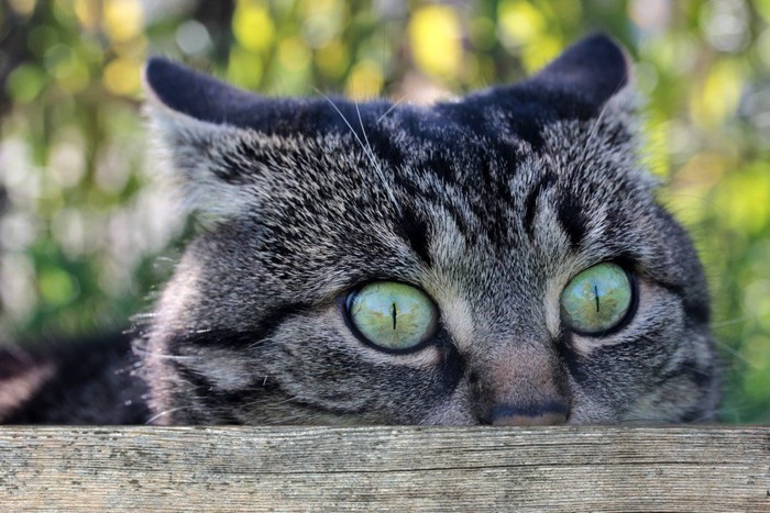 木のからのぞくトラ猫