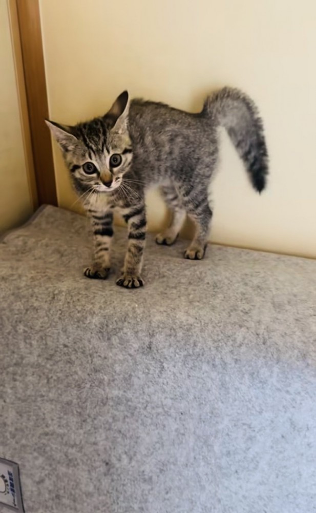 やんのかステップをする子猫