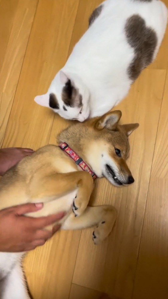 犬の頭に顔を寄せる猫