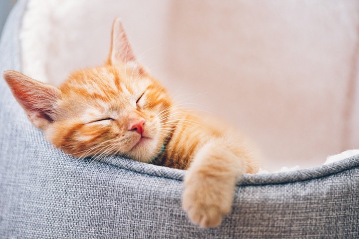 眠る猫