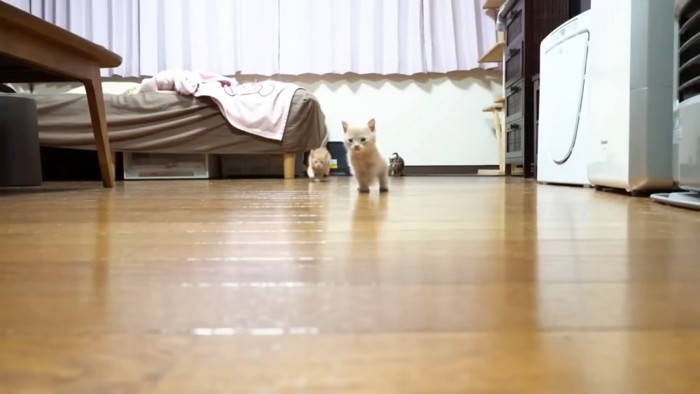 走る子猫たち