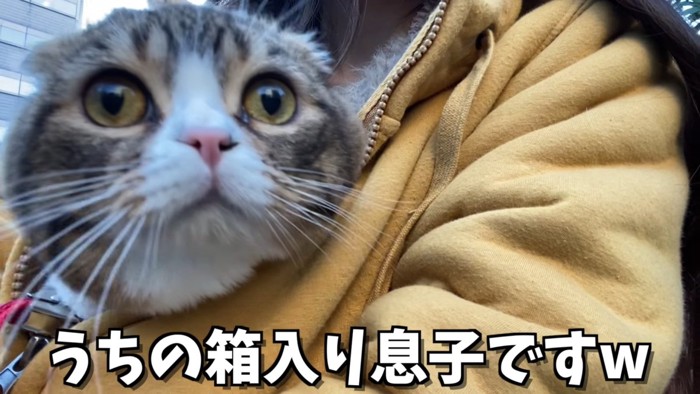 飼い主さんの服の中に入る猫