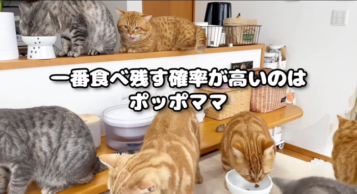 後ろに張り付く猫