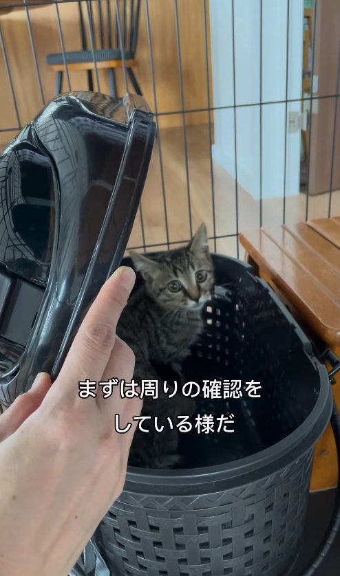 キャリーから顔を出すカメラ目線のキジトラ子猫