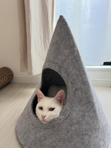 キャットハウスに入った白猫