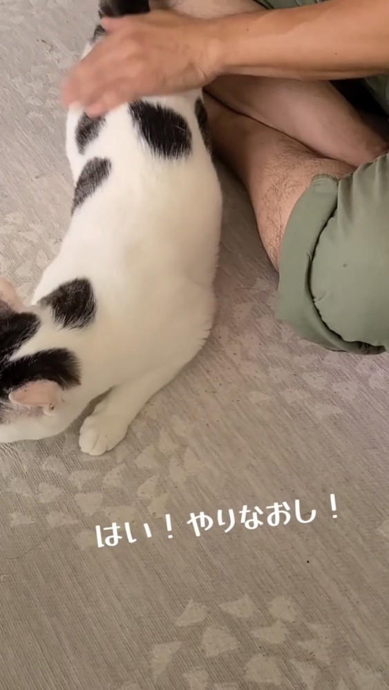 お尻を叩かれる猫