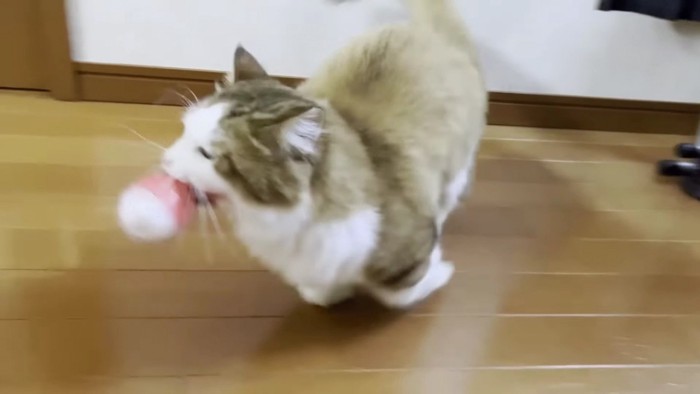 ボールをくわえて走る猫