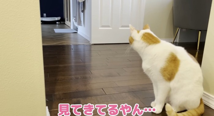 見つめ合う猫