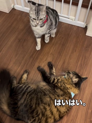 横になる猫