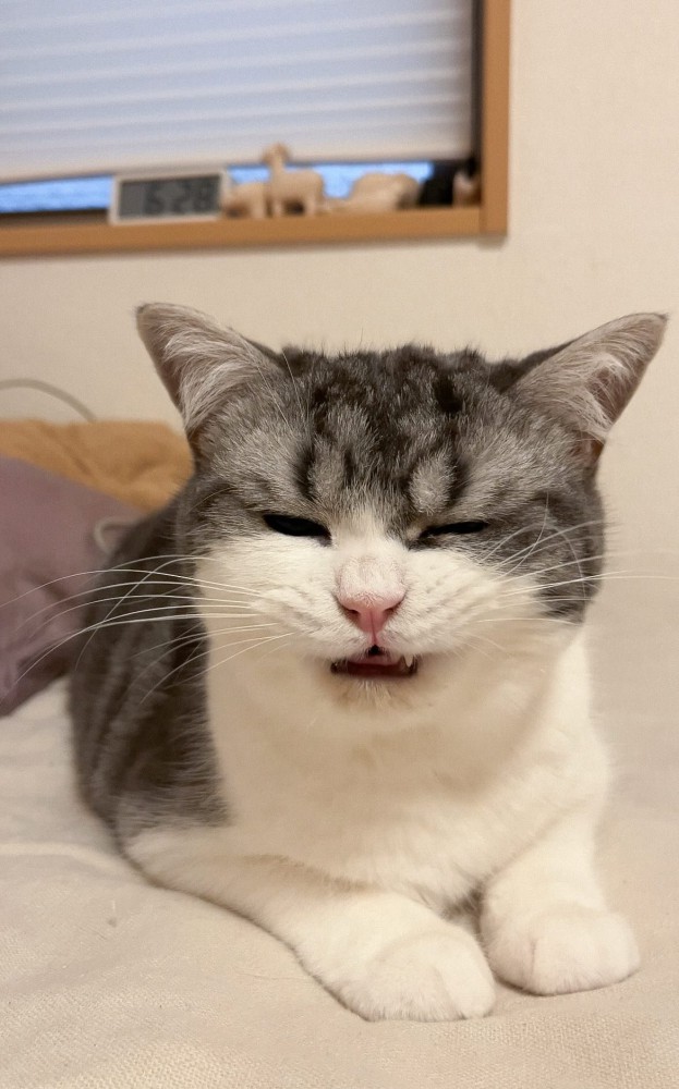 目を細める猫