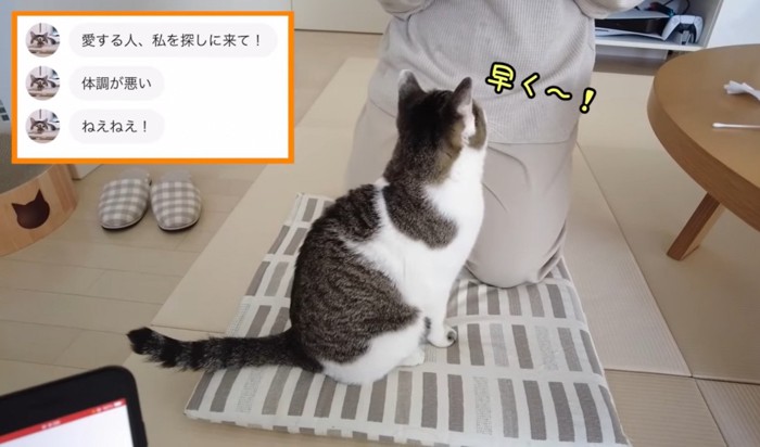 歯磨きをねだる猫