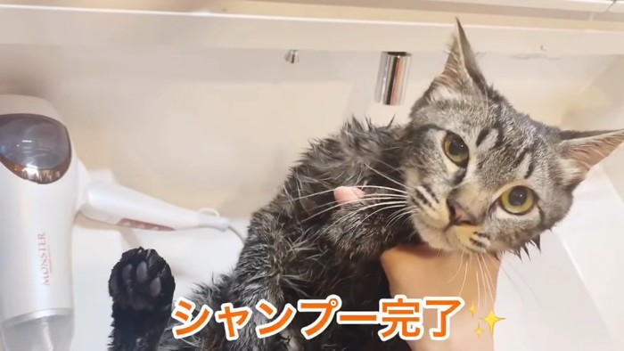 毛が濡れた猫