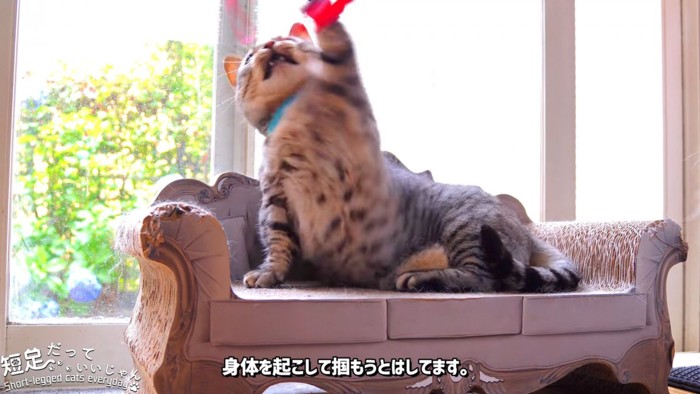 前足を上に伸ばす猫