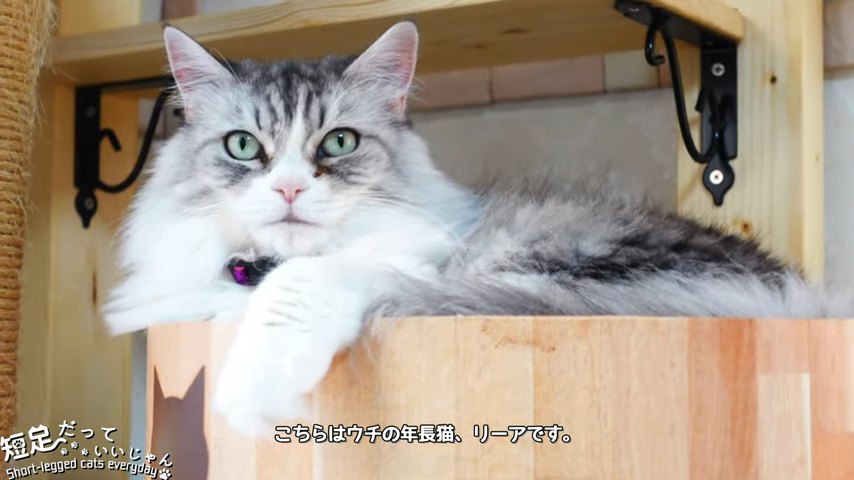 寝そべる長毛の猫