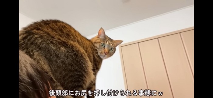 興奮