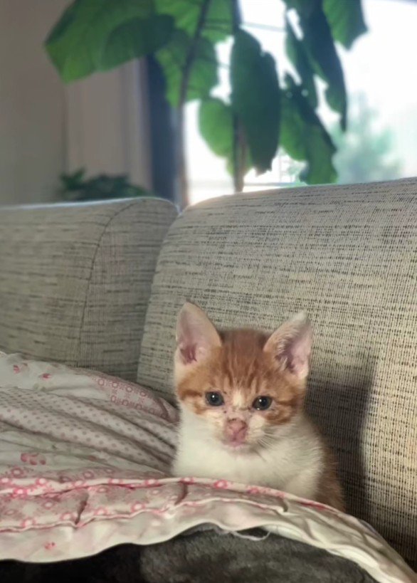 ソファに座る猫