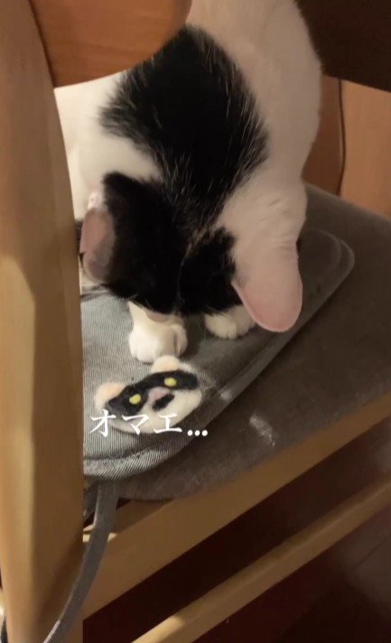 フェルトワッペンを見ている猫