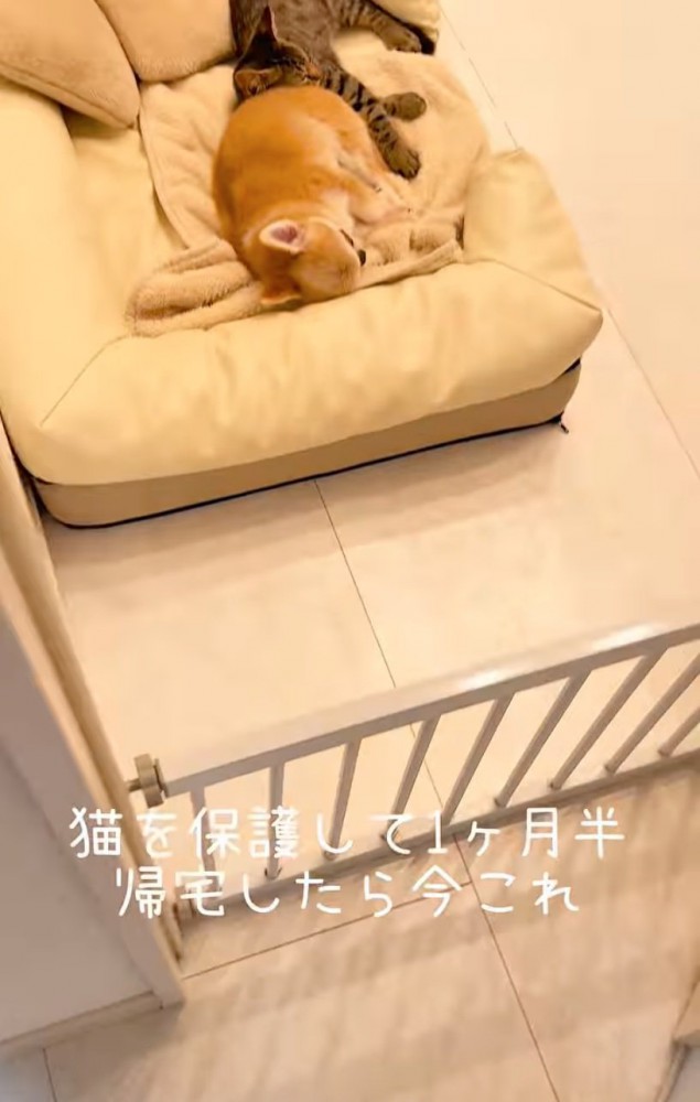 休むチワワ
