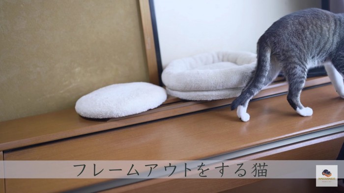 画面右にフレームアウトする猫