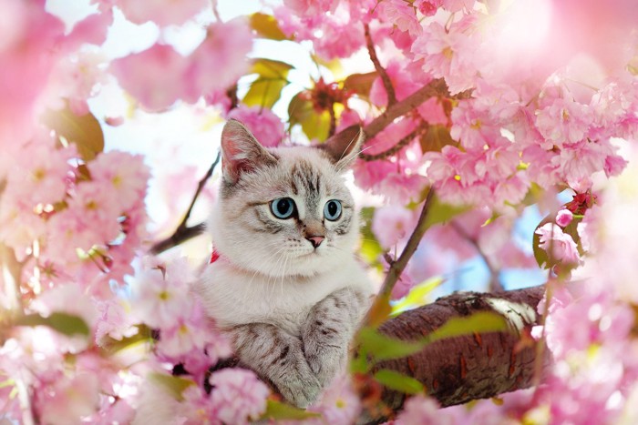 桜の木と猫