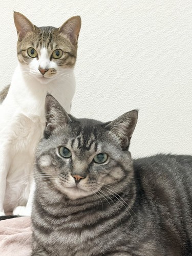 前を見て座る2匹の猫
