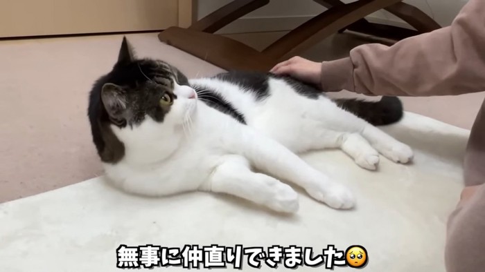 寝転がる猫