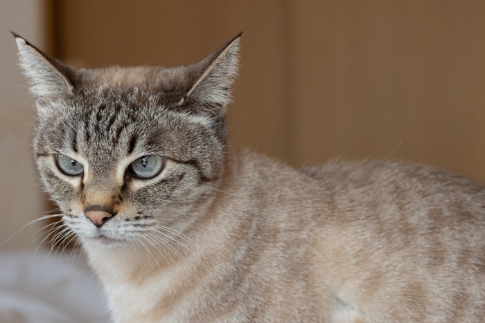 シャムトラ猫