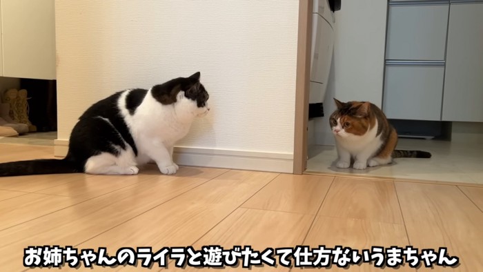 向かい合う2匹の猫