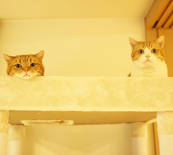 2匹の猫