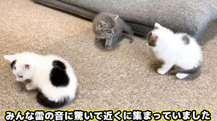 雷にびっくりして集まる子猫