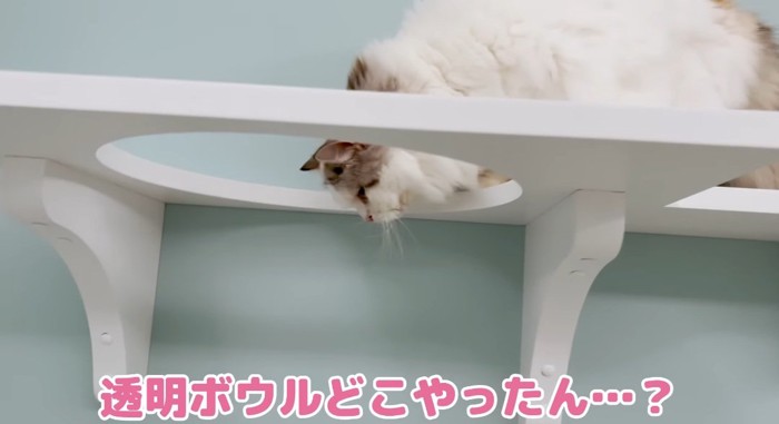 下を覗く猫