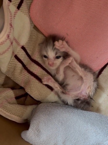 仰向けの子猫