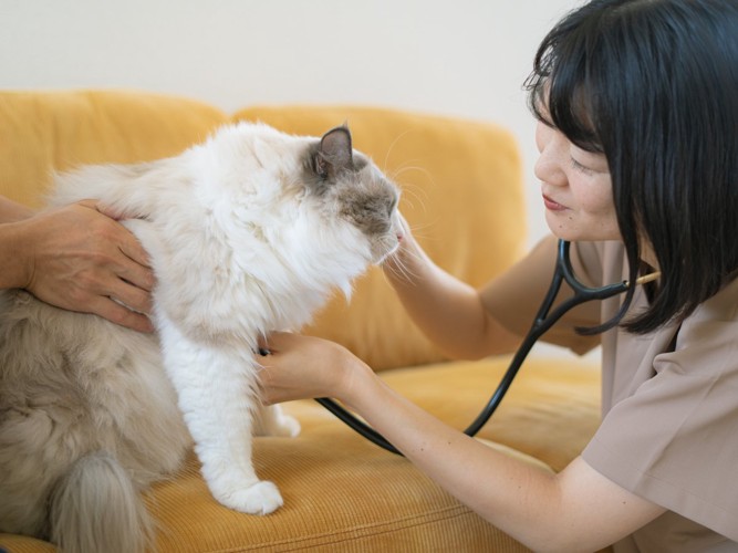 猫の胸に聴診器を当てる獣医師