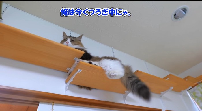 くつろぐ猫