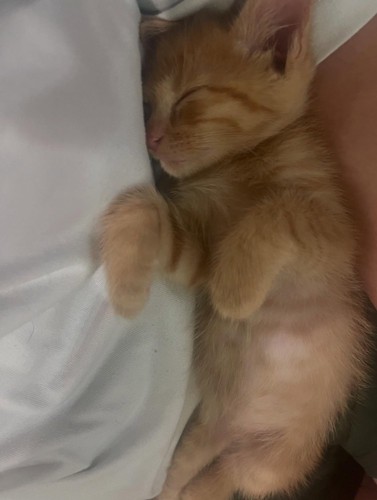抱っこされて寝る子猫