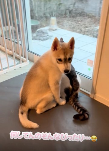窓の外を見ていた赤ちゃん犬