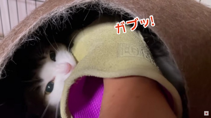 グローブに噛みつく猫