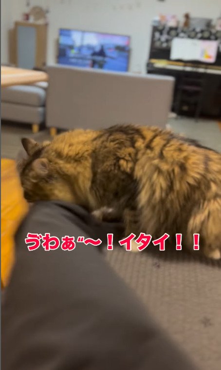 足に噛み付く猫