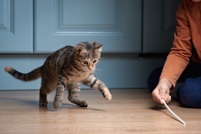 飼い主とおもちゃで遊ぶ猫