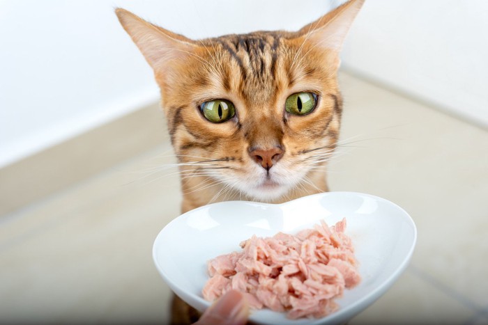 ウエットフードに興味津々な猫