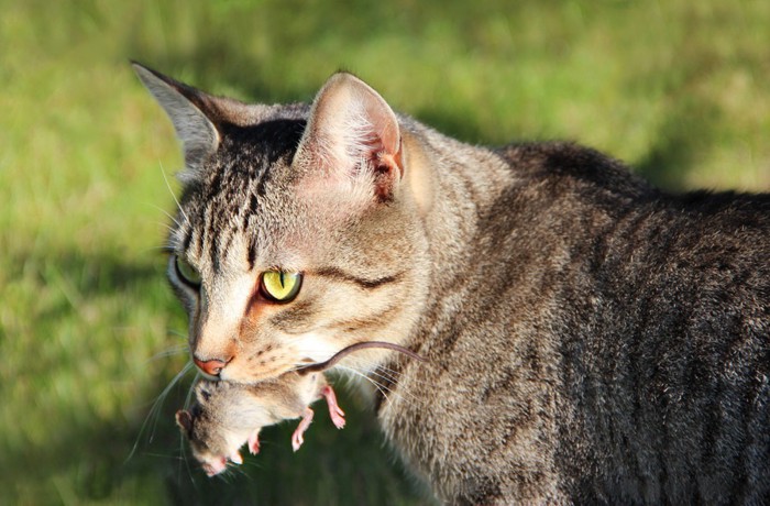 恩返しのねずみをくわえる猫